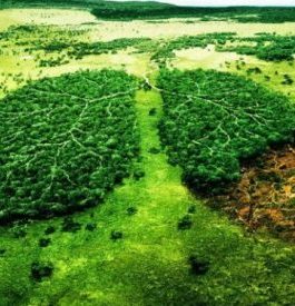 ¿Un planeta cada vez más árido y seco? Frenando la deforestación y desertización.